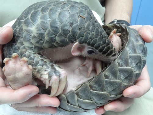 Over 138,000 pangolins are estimated to be killed from the amount of seizures made by the HKSAR government in trafficked wildlife between 2012 and 2019. (photo credit for the pangolins: Kadoorie Farm and Botanic Garden)